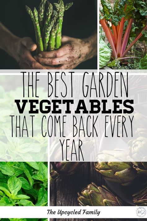 Best Veggies, Food Forest Garden, Perennial Vegetables, Garden Vegetables, French Country Garden, Permaculture Gardening, Survival Gardening, Meteor Garden 2018, Luxury Garden