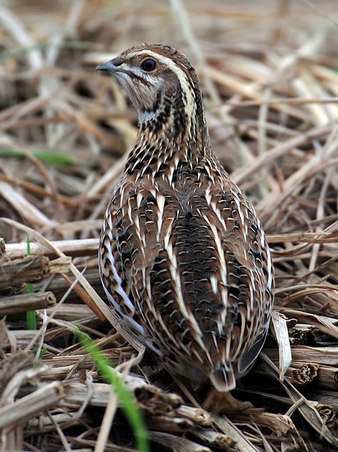 Quails Cage, Japanese Quail, Gamebirds, Raising Quail, Fat Bird, Wildlife Pictures, Chicken Garden, Different Birds, Bird Hunting