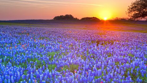 Texas landscape Butterfly Flying, Texas Sunset, Country Backgrounds, Texas Bluebonnets, Flower Wallpapers, Nature Hd, Flowers Wallpapers, Widescreen Wallpaper, Sunset Landscape