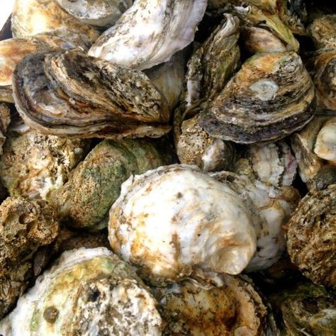 Oysters On The Grill, Roasted Oysters, Steamed Oysters, Roasted Peas, Cooked Oysters, A Southern Soul, Bean Dip Recipes, Oyster Roast, Grilled Oysters