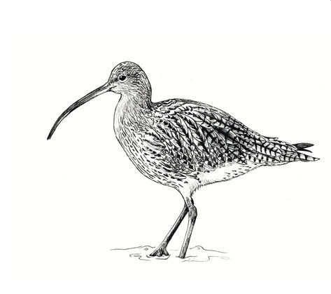 ‘A moor without a curlew is like a night without the moon, and he who has not eye for the one and an ear for the other is a mere body without a soul.’ – George Bolam Read our latest blog about the plight of the Eurasian curlew, and the work being done by WWT to protect them. #nature #wildlife #bird #britishwildlife #conservation #blog #natureblog #wildlifeblog #animal #threatenedspecies Curlew Bird Tattoo, Curlew Bird Drawing, Curlew Bird Art, Curlew Bird, Pottery Birds, Tattoo Sheets, 2023 Ideas, Lino Cuts, Wild Art