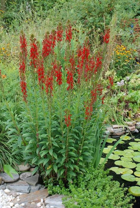 Cardinal Flower thrives in moist soil such as that of a rain garden or alongside a stream or pond. Though it will tolerate drier conditions if watered intermittently. Lobelia Cardinalis, Plants That Attract Butterflies, Cardinal Flower, Garden Compost, Border Plants, Pollinator Garden, Rain Water Collection, Rain Garden, Native Garden