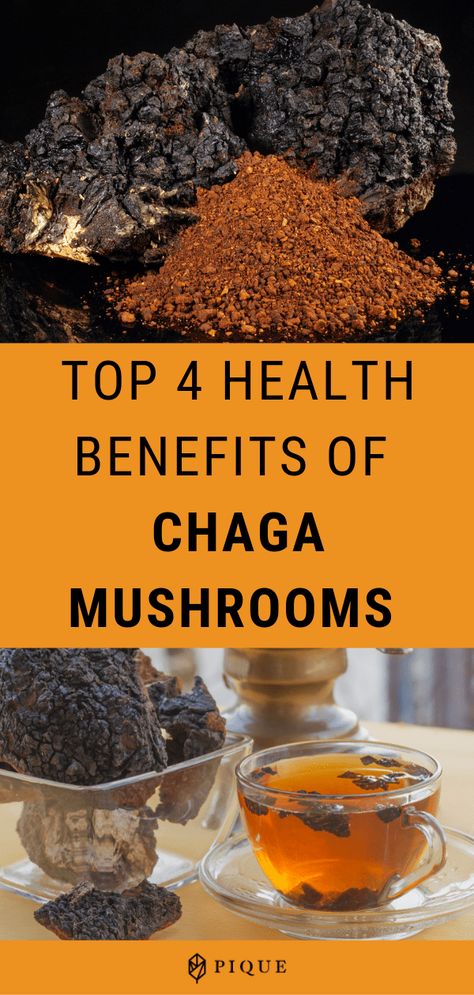 Mushroom Powder Benefits, Mushroom Information, Chaga Benefits, Chaga Mushroom Benefits, Mushroom Health Benefits, Chaga Mushroom Tea, Mushrooms Edible, Benefits Of Mushrooms, Foraging Mushrooms