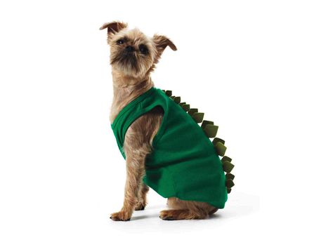 Dinosaur project dog costume Lizard Costume, Diy Pet Costumes, Positive Dog Training, Diy Halloween Costumes Easy, Dinosaur Costume, Pet Halloween Costumes, Animal Costumes, Diy Costume, Costume Diy