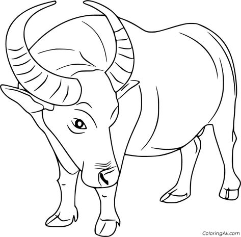 Buffalo Cartoon, Art Of Living Foundation, Octopus Coloring Page, Wild Bull, Football Coloring Pages, Cow Coloring Pages, Pitbull Art, Stained Glass Quilt, Children Sketch