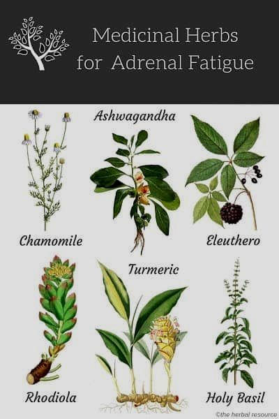 Medical Herbs, Magia Das Ervas, Natural Healing Remedies, Herbal Healing, Herbs For Health, Adrenal Fatigue, Natural Therapy, Natural Diy, Healing Herbs