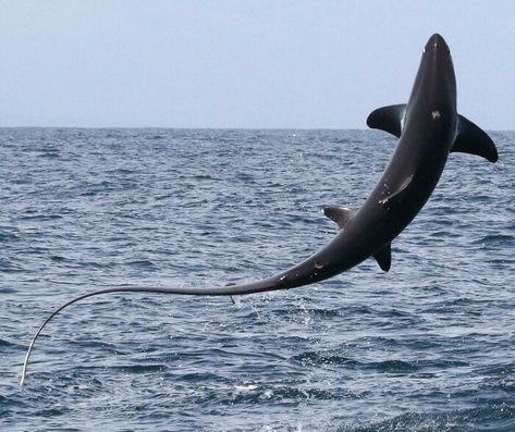 Thresher Shark Tattoo, Shark Breaching, Fish Reference, Uk Nature, Thresher Shark, Cool Sharks, Shark Pictures, Shark Tattoo, Anchor Tattoos