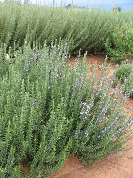 Rosemary In Pots, Growing Rosemary Indoors, Tattoo Plant, Growing Rosemary, Evergreen Hedge, Rosemary Plant, Backyard Plants, Dry Garden, Gravel Garden