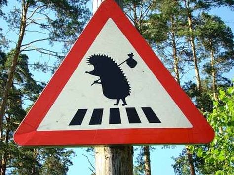 Be mindful of wandering hedgehogs. 27 hilarious signs in Russia Funny Road Signs, Traffic Sign, A Hedgehog, Traffic Signs, Street Signs, American Horror Story, Funny Signs, Funny Posts, Funny Photos