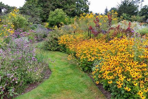 Rudbeckia Triloba, Brown Eyed Susan, Cherry Plant, Net Storage, Rooftop Garden, Plant List, Black Eyed Susan, Early Fall, Ground Cover