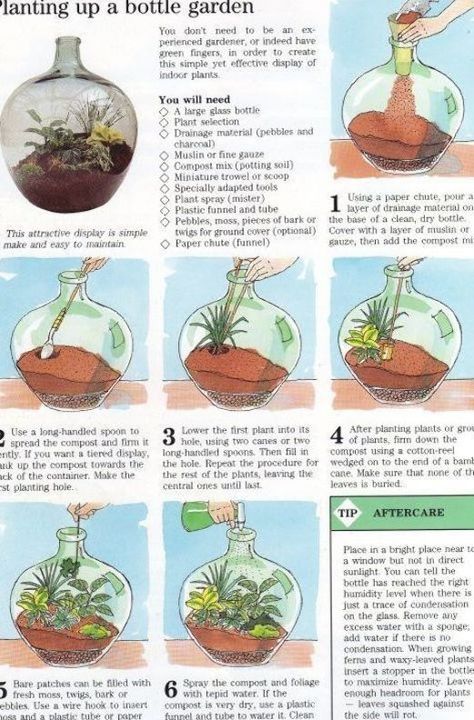 Plant Terrarium Ideas, Succulent Plants Indoor, Glass Jar Diy, Self Sustaining Terrarium, Closed Terrarium Plants, Build A Terrarium, Diy Succulent Terrarium, Self Sustaining, Terrarium Ideas