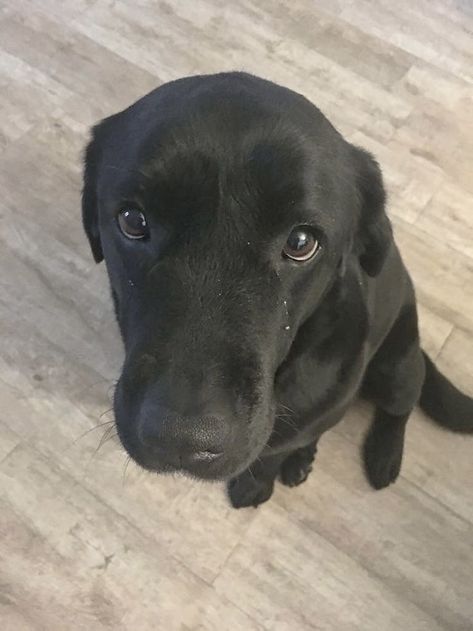 Alice Feeney, Labrador Nero, Rock Paper Scissors, Paper Scissors, Cute Dog, Labrador, Black