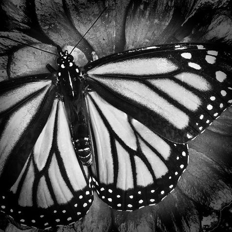 Black And White Butterfly Photography, Natural Forms Black And White, High Contrast Black And White Photos, Black And White Monarch Butterfly, Black And White Nature Photos, Natural Forms Gcse, High Contrast Photos, Butterfly Black And White, High Contrast Images