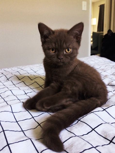 This is my new buddy Meatloafhttps://imgur.com/V8Ysq5c Söt Katt, Brown Cat, A Black Cat, Pretty Animals, Cat Aesthetic, Cute Kittens, 가을 패션, Cute Creatures