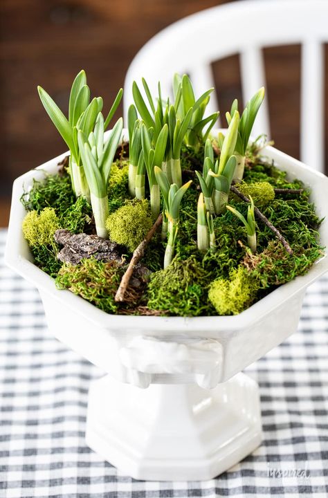 Easter Decoration Ideas, Bulb Planter, Spring Planter, Easter Flower Arrangements, Planter Project, Planting Pot, Vintage Ironstone, Daffodil Bulbs, Spring Centerpiece