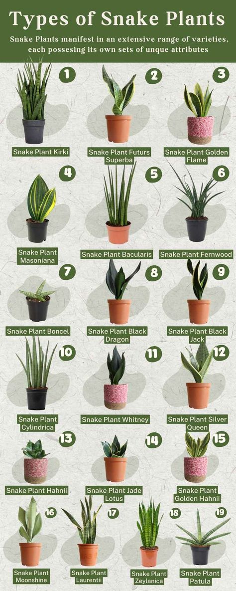 Types of Snake Plants: 19 Different Varieties of Snake Plants Snake Plant Types, Snake Plants, Snake Plant Growing Tips, Types Of Snake Plants, Splitting Snake Plant, Sansevieria Plant Types, Snake Plant Brown Tips, Different Types Of Snake Plants, Snake Plant Collection