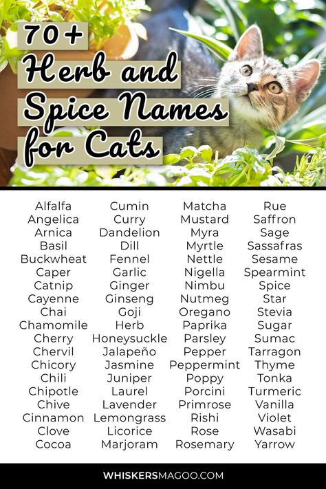 From classics like Basil, Cinnamon, and Thyme, to creative picks like Chili, Chai, and Sage, check out over 70 herb and spice names for cats, right here! Ginger Cat Names, Herb Names, Spice Names, Names For Cats, Cat Symbolism, Cute Pet Names, Nature Names, Cute Cat Names, Witch Names