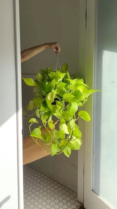 Neon Pothos Care, Room Greenery, Plants 101, Pothos Plants, Neon Pothos, Epipremnum Aureum, Plant Mama, Bohemian Garden, Zodiac Collection