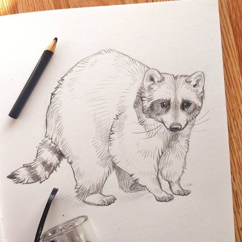 Kaitlin Hoyt on Instagram: "27/365 🦝 Coloured pencil has always been my favorite to draw with, but for some reason I never liked making full colour illustrations with them. 🤷 Maybe that's something I should explore later in this #365daysofart challenge! . . . #graphitedrawing #pencildrawing #pencilsketch #animalsketch #raccoon #colouredpencils #animalartistry #sketching #drawing #artmotivation #natureart #darkaesthetic #sketchbookdrawing #sketchbookart #cuteillustration #illustration #animalsk Simple Raccoon Drawing, Racoon Drawing, Animals Reference, Raccoon Drawing, Alphabet Animals, Animal Sketch, Sketching Drawing, Swag Art, Graphite Drawings