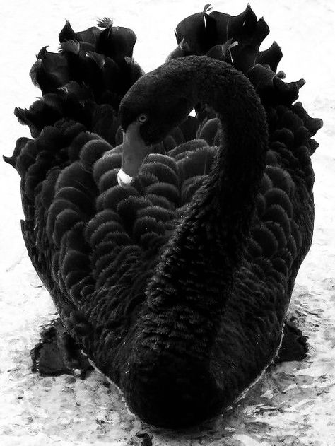 River Of Shadows Karina Halle, Black Swan Animal, Black Swan Bird, Black Swan Tattoo, Karina Halle, Swan Wings, Swan Photography, Swan Tattoo, Swans Art