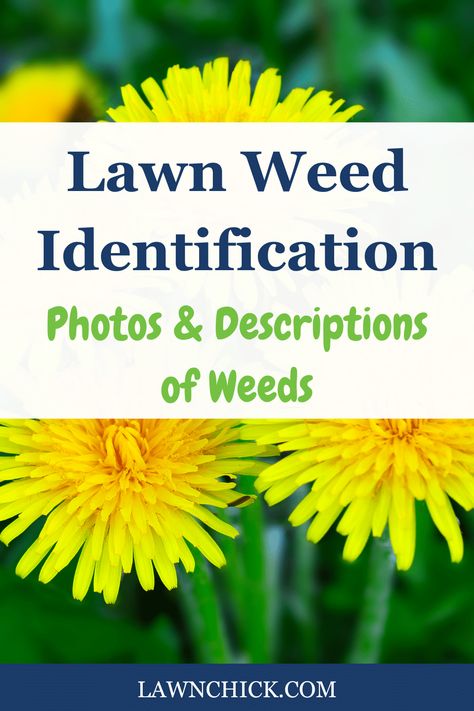 There are so many weeds that grow on American lawns, trying to identify them can get pretty confusing. That's why we put together this lawn weed identification guide. It includes pictures and descriptions of the most common weeds, so you can easily figure out which ones have invaded your lawn. Of course, we also reveal the best control methods for eradicating and preventing each weed. You'll appreciate this handy guide the next time you're doing lawn care. Lawn Weeds Identification, Common Lawn Weeds, Lawn Weeds, Weeds In Lawn, Lawn Care, Animals For Kids, Lawn, Product Description