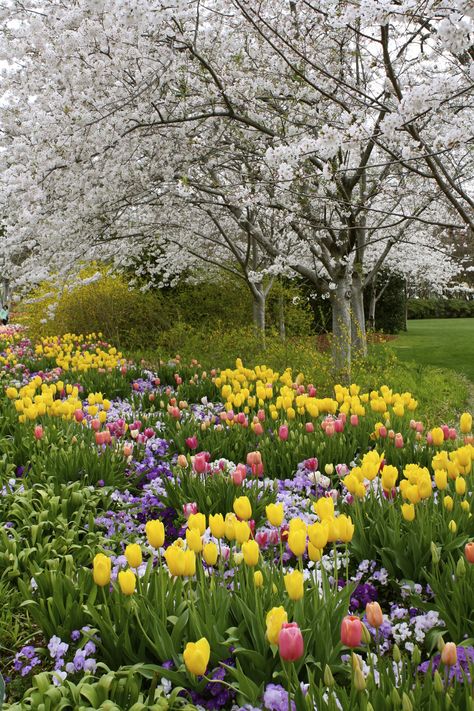 Dallas Blooms Taman Air, Spring Scenery, Dallas Arboretum, Spring Pictures, Garden Idea, Spring Landscape, Garden Park, Beautiful Flowers Garden, Spring Beauty