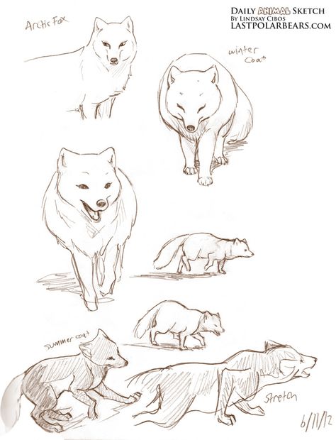 Polar Bear Anatomy, Arctic Fox Character Design, Artic Fox Drawings, Arctic Fox Illustration, Arctic Fox Tattoo, Fox Drawing Reference, Arctic Fox Drawing, Arctic Fox Art, Animal Drawing Inspiration