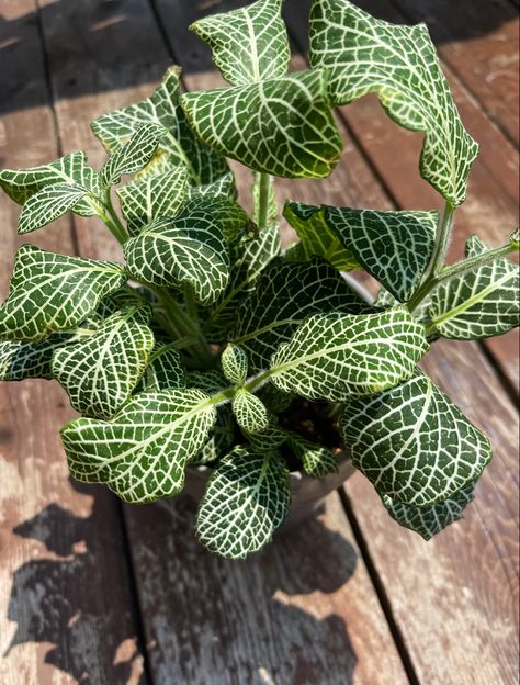 Silver Nerve Plant, Nerve Plant, Nerve, House Plants, Plants, Silver