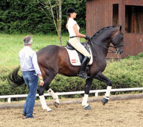 Spanish Riding School, Dressage Training, Horse Exercises, Riding School, Training Ideas, Side Saddle, Equestrian Helmet, Horse Dressage, Types Of Horses