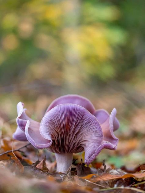 Wood Blewit Mushrooms, Beautiful Mushrooms Photography, Blewit Mushroom, Pnw Mushrooms, Australian Mushrooms, Winter Mushrooms, Wood Blewit, Creepy Mushroom, Mushrooms Photography