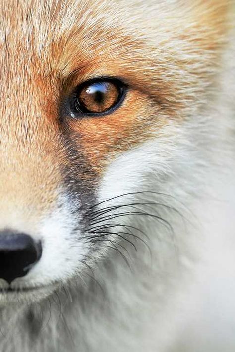 Regard Animal, Regnul Animal, Fox Eyes, Appaloosa, Cute Fox, Quarter Horse, Drawing Tutorials, Red Fox, Animal Photo