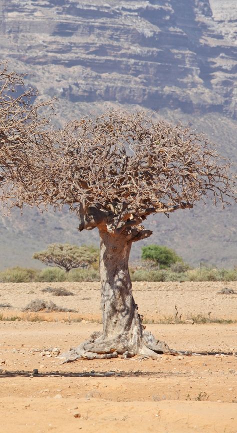 MYRRH TREE --As part of a larger search for anticancer compounds from plants… Myrrh Plant, Medicinal Botany, Tropical Deciduous Forest, Myrrh Tree, Commiphora Myrrha, Ayurvedic Plants, Deciduous Forest, Lady Aphrodite, Mental Space