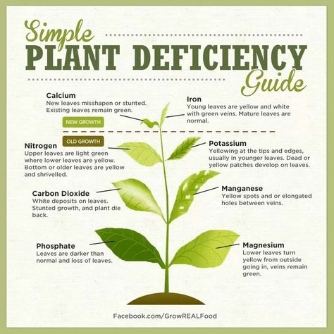 https://www.facebook.com/LVHydro Simple Plant Deficiency Chart Plant Deficiencies, Tanaman Air, Fall Garden Vegetables, Plant Nutrients, Plant Problems, Plant Guide, Plant Health, Hydroponic Gardening, Heirloom Seeds