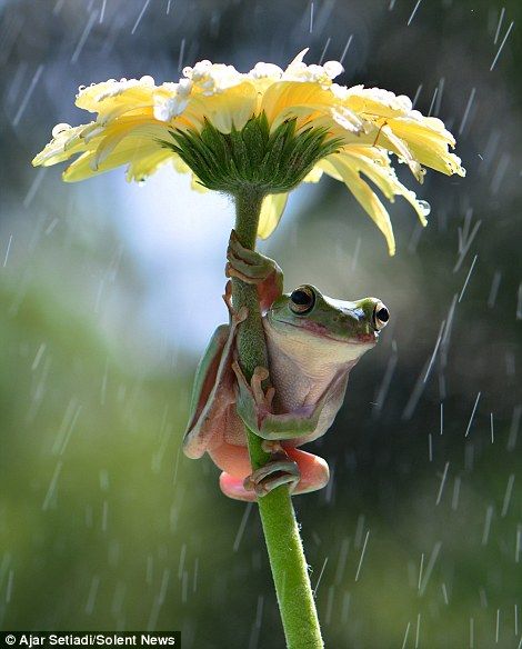 Pictures capture amphibians using flowers as umbrellas Frog Sitting, Frog Pictures, Funny Frogs, Frog Art, A Frog, Frog And Toad, Tree Frogs, Reptiles And Amphibians, Cute Frogs