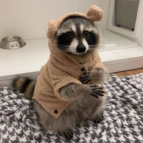 RACCOON FUN on Instagram: “This costume more adorable 😲 Follow @raccoonsfun for more 🙌 Follow @raccoonsfun for more 🙌 Follow @raccoonsfun for more 🙌 , , , Photo by…��” Instagram