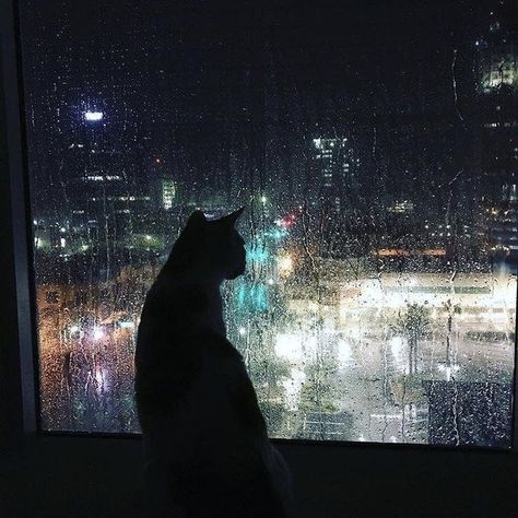 Rainy Day Cat Aesthetic, Cat Rain Aesthetic, City Cat Aesthetic, Past Aesthetic, Cat At Night, Rainy Photos, Gatos Cool, Calming Pictures, Rainy Street