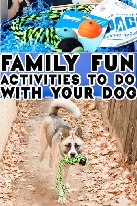 Fun Things to do With Your Dog... Watch The Pack on Amazon Prime! Dogs Activities, Dog Bucket List, Dogs At Home, Dog At Home, Fun Activities To Do, Dog Info, Fun Dog, Dog Care Tips, Fun Family Activities