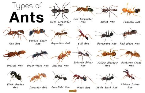 Ant Facts, Types, Identification, Habitat, Diet, Adaptations Ant Life Cycle, Wood Ants, Types Of Ants, Ant Species, Queen Ant, Black Ants, Carpenter Ant, Fire Ants, Ant Farms