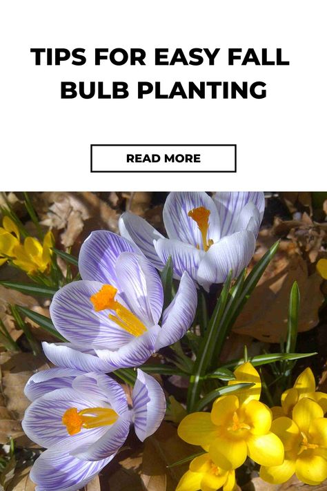 Tips for planting bulbs in fall with blooming crocuses and daffodils. Planting Fall Bulbs, Bulbs To Plant In Fall, Fall Bulb Planting, When To Plant Tulips, Planting Bulbs In Spring, Plant In Fall, Bulb Planting, Planting Garden, Fall Gardening