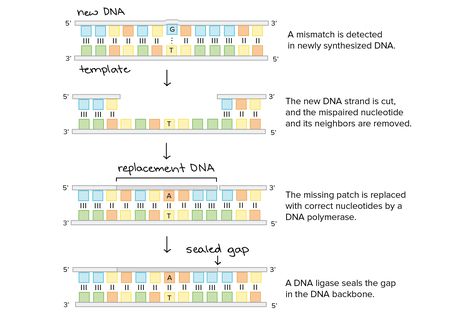 DNA proofreading and repair (article) | Khan Academy Dna Ligase, Context Clues Worksheets, Dna Polymerase, Dna Strand, Relationship Worksheets, Molecular Genetics, Biology Worksheet, Maze Worksheet, Dna Replication