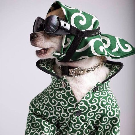 @montjiro: This chihuahua has got some very serious style. | Get a Free Consultation for your #dog from our Friends at Nature's Select http://naturalpetfooddelivery.com/nsd/usa/free-consultation/ #dogsinfashion Dapper Dogs, Best Nature, Dog Photoshoot, Dog Projects, Pet Style, Pet Fashion, Pet Costumes, Dog Dresses, Dog Photography