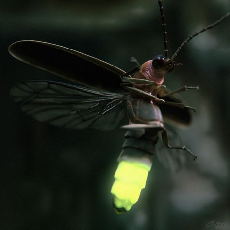 fire fly -  Being California natives, we love watching the Virginia fire flies at night.  Amazing how bright they are against the darkness of night.  May the light of Christ shine through... Fire Fly, Living In North Carolina, Cool Bugs, A Bug's Life, Beautiful Bugs, Creepy Crawlies, Arthropods, Arachnids, Bugs And Insects