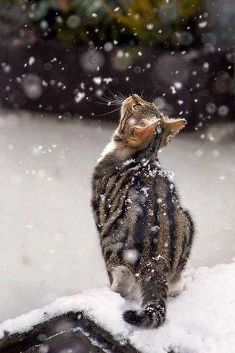 Snow flakes Snow Cat, Photography Snow, Animals Photography, Funny Pets, 카드 디자인, Cat Photography, Cat Sitting, Cute Kittens, Cats Meow