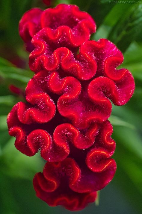 Celosia Argentea, Pinterest Garden, Mushroom Pictures, Plant Fungus, Unusual Plants, Unusual Flowers, Rare Flowers, Wild Mushrooms, Exotic Plants