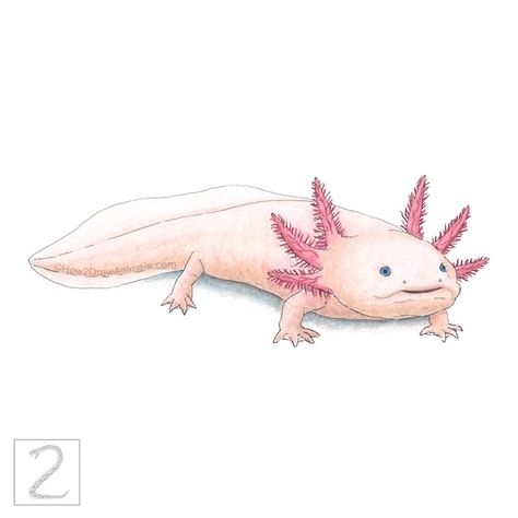 Pink Axolotl Drawing in Colored Pencil How To Draw An Axolotl Step By Step, Axolotl Drawing Realistic, Draw An Axolotl, Colored Pencil Step By Step, Watercolor Creatures, Axolotl Drawing, Marker Artwork, Draw Animals, Drawing Tutorials For Beginners