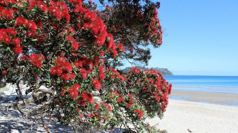 The plant disease almost certain to affect New Zealand will soon threaten pohutukawa, rata, manuka and kanuka -and guavas and feijoas too. Pohutukawa Tree, Street Trees, State Of Arizona, Inner City, South Island, Farm Gardens, South Pacific, Tasmania, Australia Travel