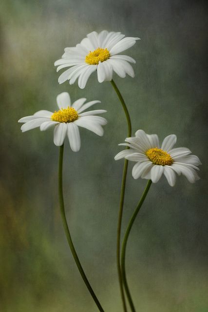 Flowers For Dreams,  Linda's favorite. Daisy Reference Photo, Daises Drawings, Daisy Pictures Flower, Dasie Flower, Daisy Reference, Pictures Of Daisies, Reference Photos Nature, Flower Reference Photo, Daisy Flower Photography