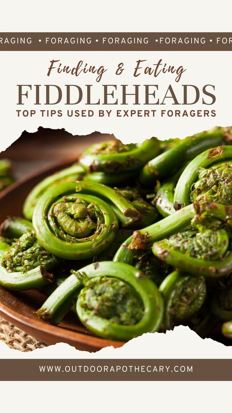 Summer Foraging, Fiddlehead Recipes, Spring Foraging, Fiddlehead Ferns, Spring Meals, Sustainable Eating, Wild Edibles, Wild Food, Culinary Skills