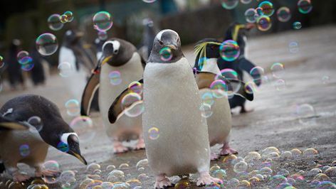 Playing With Bubbles, Penguin Awareness Day, Edinburgh Zoo, Colorful Bubbles, Last Saturday, The Penguin, Animal Stories, Cute Penguins, Edinburgh