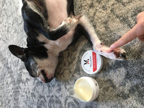 With the colder weather coming in, dont forget to purchase your Paw Wax Paw Protection! Keeps the paws moisturized and protects from dryness and cracking.  #warrenlondon #warrenlondondogs #dog #dogs #dogspa #dogspaday #doggrooming #doggroomer #petsmartgroomers #doggroomer #dognailpolish #dognailart #dogpolish #groomer #petstore Dog Paw Lotion, Dog Paw Cream, Paw Cream, Dog Paw Protection, Dog Snow Boots, Dog Balm, Dog Paw Balm, Paw Wax, Dog Paw Pads